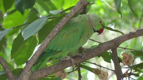 Parrot on a tree with Natural Sounds. Bird Sounds. Parrot Chirping Sound.