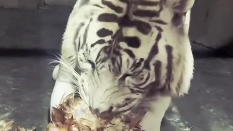 The hungry tiger eating to hen|Yt short video|Short Yt video|Video 2024.
