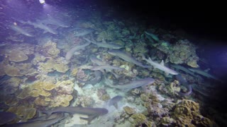 White tip sharks completely swarm reef for food