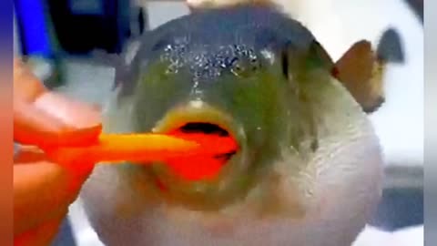 Classic Pufferfish Eating Carrot Meme