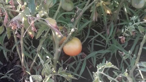 The tomatoes are ripe
