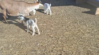 Momma and bouncing 4 day old triplets