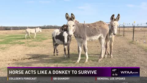 Bubbles the Horse Escaped Slaughter by Blending in with Donkeys and Boarded the ‘Truck to Freedom’