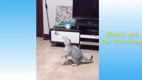 Cats Dancing 01