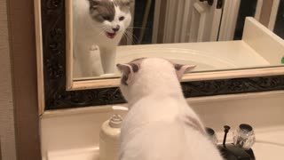 Sponge the Cat Argues with Himself