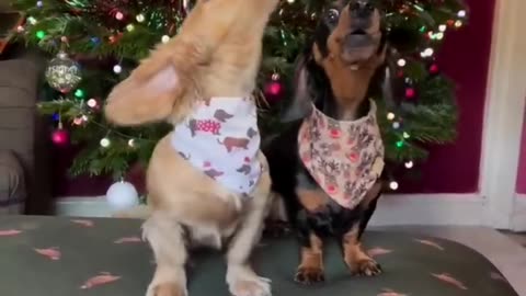 Funny videos, funny dog and cats reactions 😆