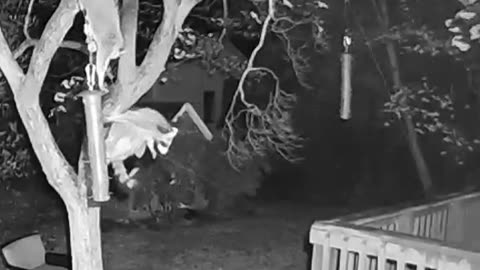 Jarhead the Raccoon's Incredible Zipline Bird Seed Heist