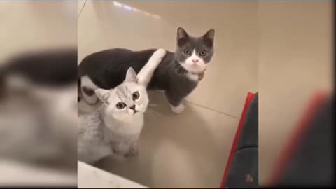 Cats shorts funny videos, animals funny and comedy videos