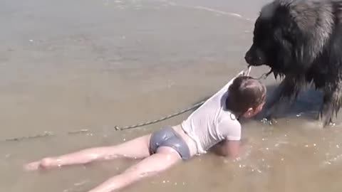 Dog Rescues Little Girl From Drowning!