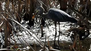 The heron and the snake part 1