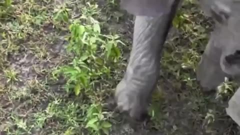 Baby Elephant Gets Curious