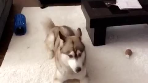 Husky has the zoomies