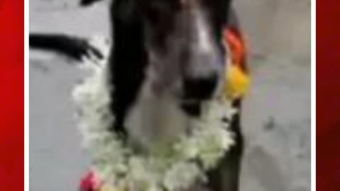యజమాని కోసం 250KMలు నడిచొచ్చిన కుక్క #short #dog #travelled250kms #animalslove | FBTV NEWS