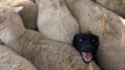 Crazy dog rumbled on top of the sheeps and ran | funny videos | funny dogs |