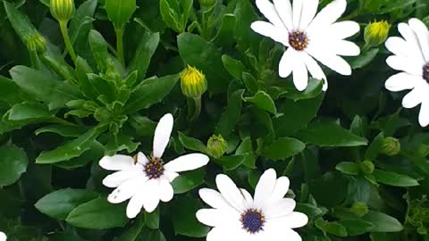 Flower Eyre Square galway