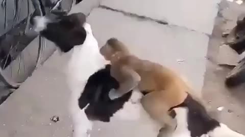 DOG AND MONKEY PLAY TO GETHER STREIT