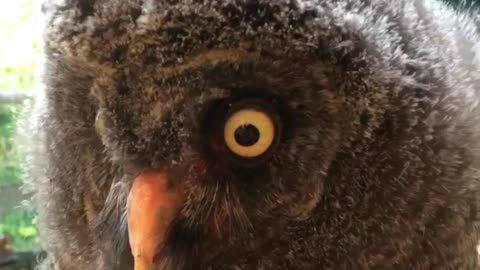 Baby owl gets love and attention from caretaker