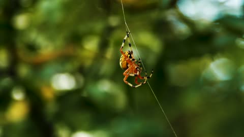 Spider climbing strings