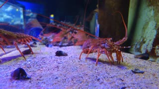 Delightful Lobster In the ocean