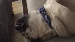 Dog sleeps upside down