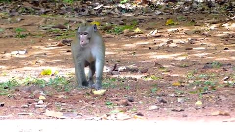 Fake snake prank on monkey part-1 🤣 __ fanny prank video 2021