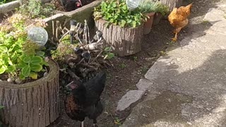 Chickens play in the flowers