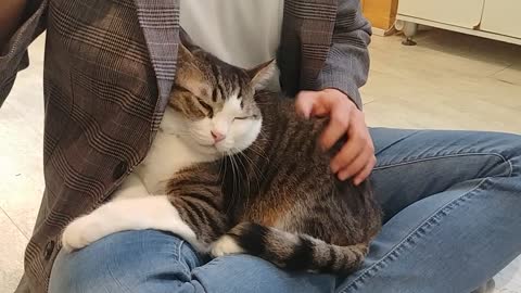 a Korean cat still in its arms