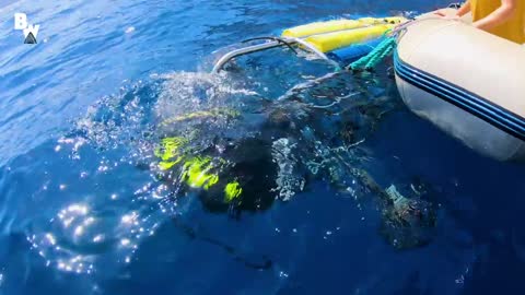 Great White Shark Warns Irresponsible Scuba Diver