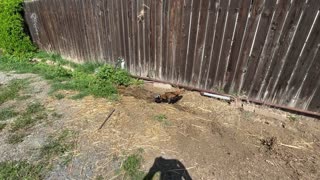 Backyard with some Chickens, Chicks, and Pepper Plants