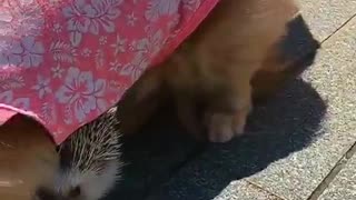 hedgehog plays with puppies on streets