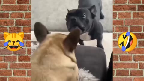 Funny Animals Reacting to Their Reflection