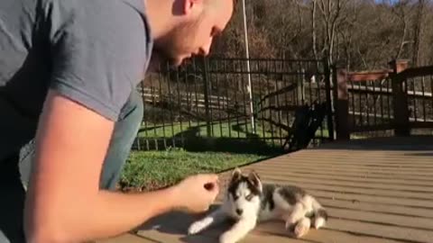 How to train a dog puppy