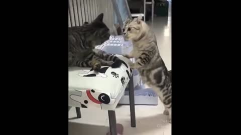 Funny cat video