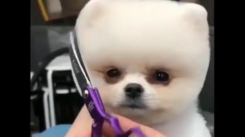 Cute Pet Its Time To Hair Cut