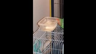Lovebird Takes A Bath