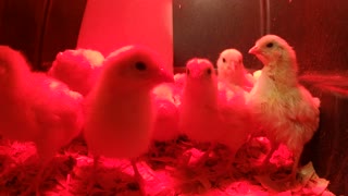 Baby Chicks Recorded with a Spider Tripod Video 2
