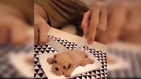 Dog reaction to cuting a cake