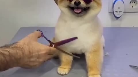 Baby dog getting fresh hair cut looks so cute