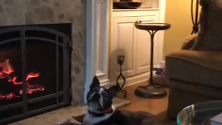 French bulldog catches treat while laying in doggy bed