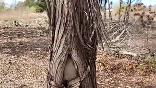 Firewood against trees, oakwilt