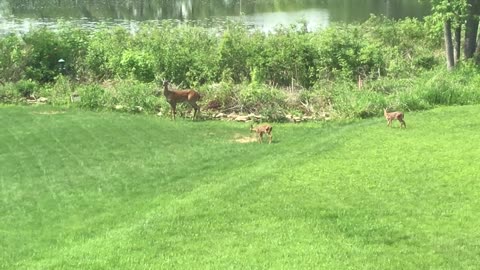 Deer with Twin Bambis in the Backyard