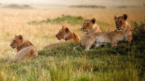 The Wild's Charm: Footage of Lionesses Sitting Peacefully in the Majestic African Savanna