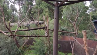 Cute Playful Koalas Fall From Tree