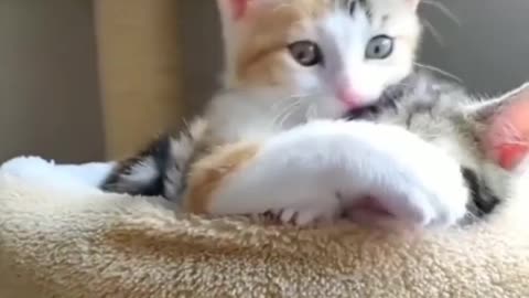 Cute Cat Cat 3D screen Shot