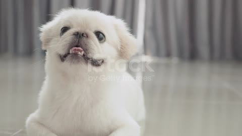 White Pekingese dog smile and head-cocking
