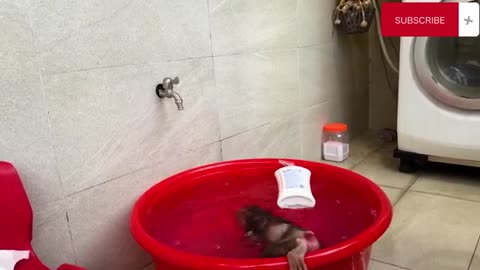 Monkey's Fun Shower time