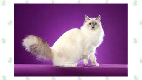 Ragdoll Cat VS. Persian Cat