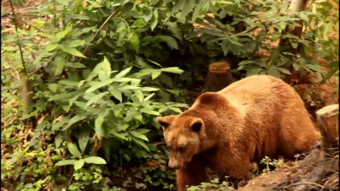 Wildwood's rescued bear gets his first taste of the new woodland enclosure