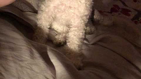 Cute Poodle eating his supper with a fork!!!! :)