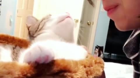 White kitten grabs womans face licks her